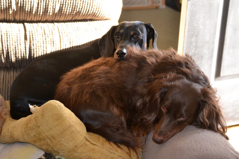 two dogs are relaxing on the couch together