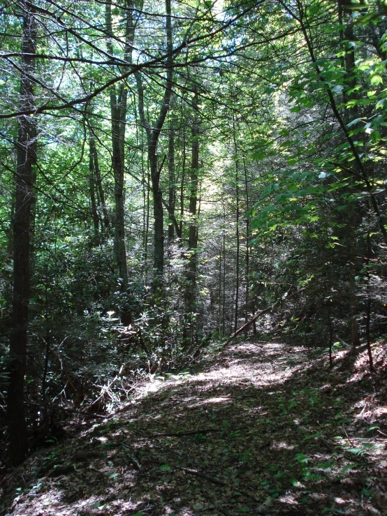 a view of a forest with many trees