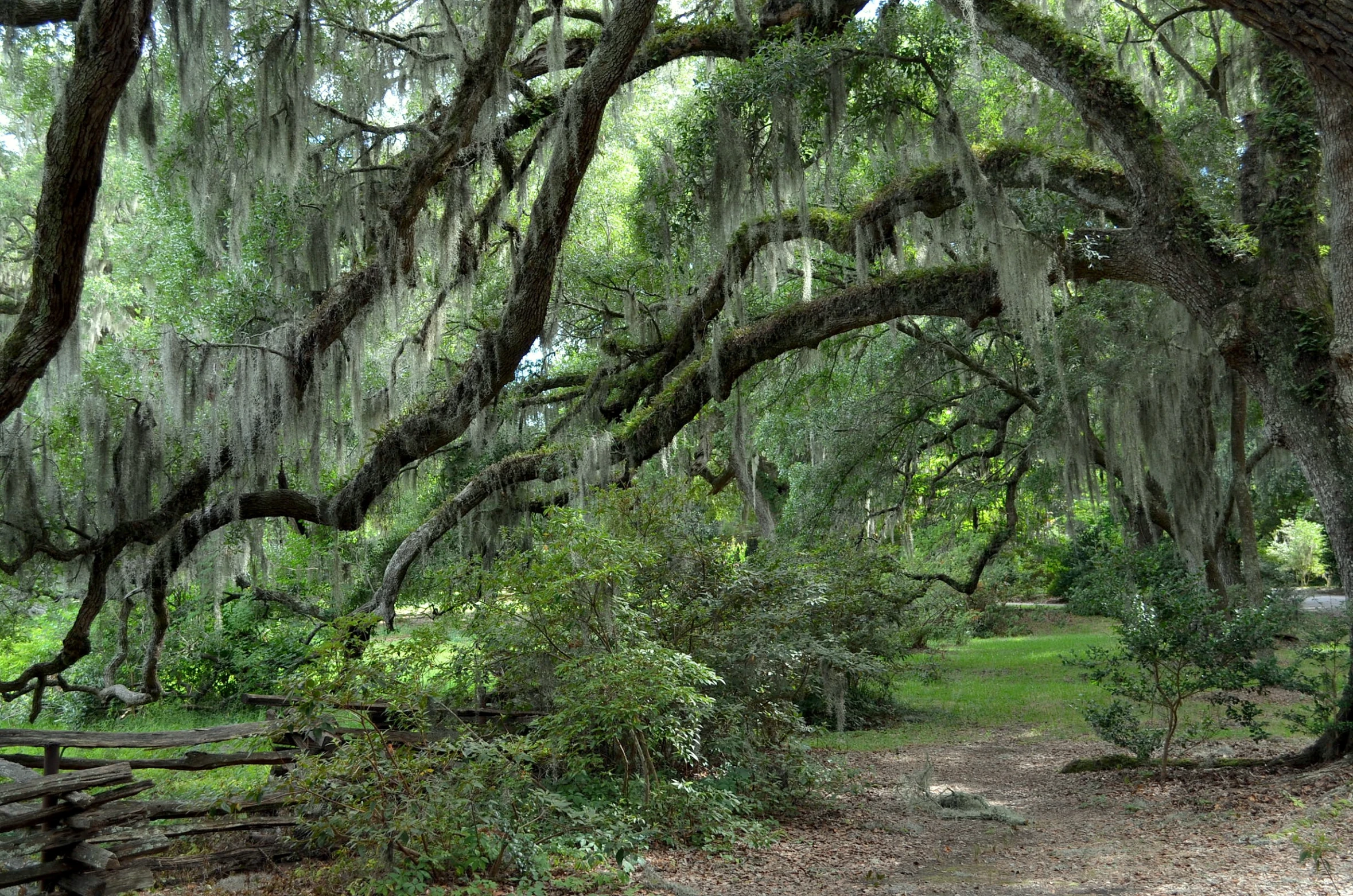 there is a trail lined with trees and leaves