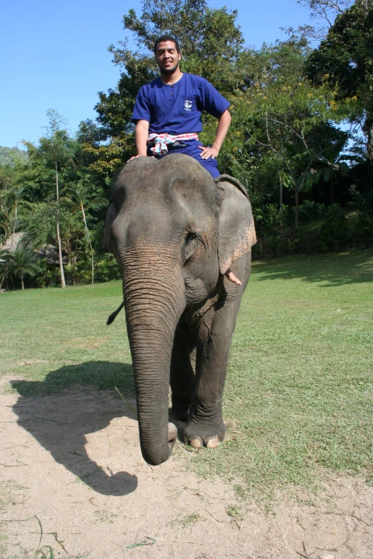 the man is riding an elephant with his legs tied down