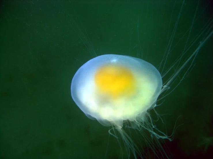 a white jellyfish swimming through the water