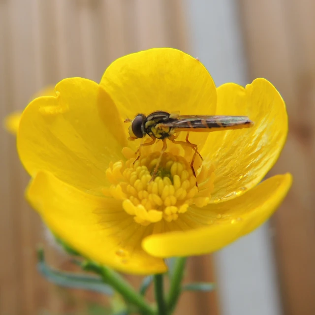 a hoverfing on the yellow flower with dew drops