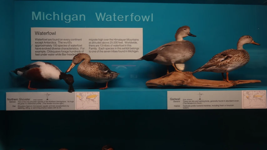 a display case of ducks in different stages of development