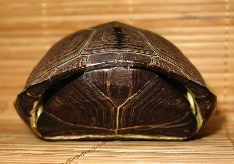 a brown animal sits on top of a table