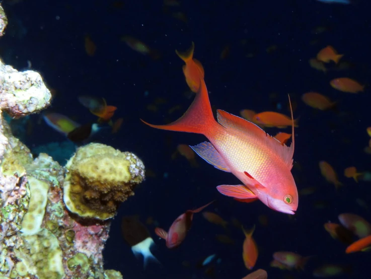 a group of small fishes swim near a coral