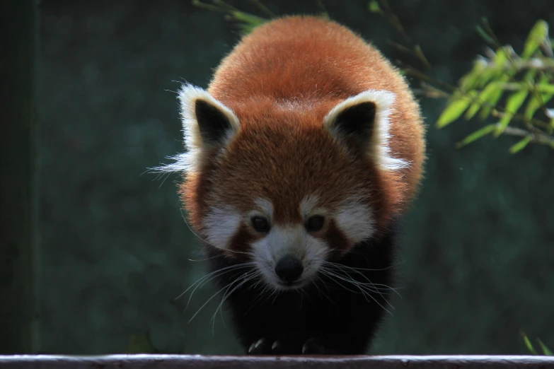 a close up of the red panda's face