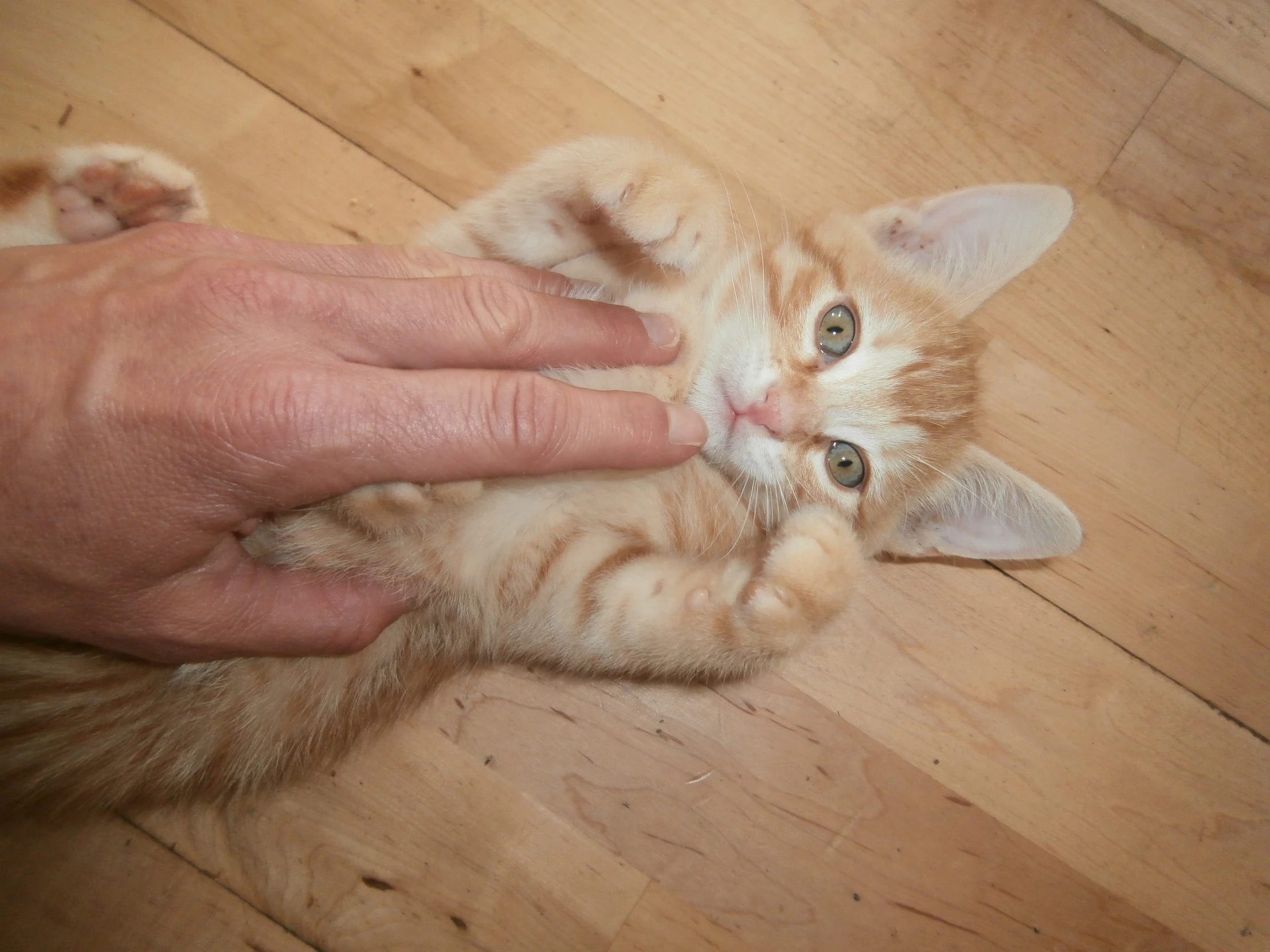 an orange kitten laying on it's back with its paws under a human's arm