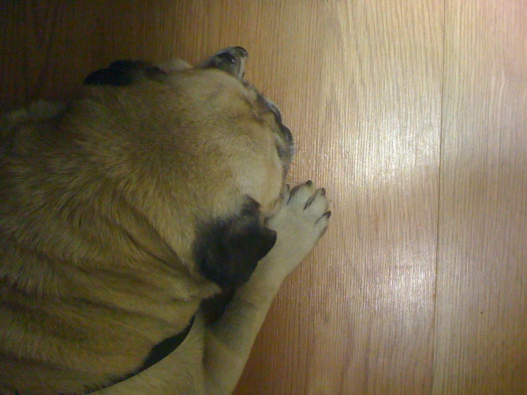 a brown dog laying on the floor sleeping