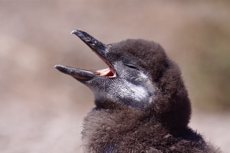 a close up po of a little baby animal