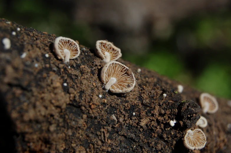 mushrooms sitting on a rock in the sun