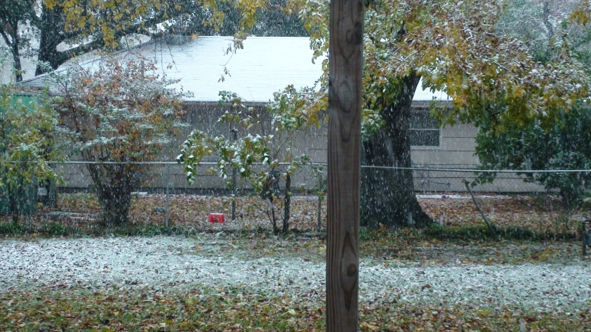 a rain soaked driveway with trees and a fire hydrant