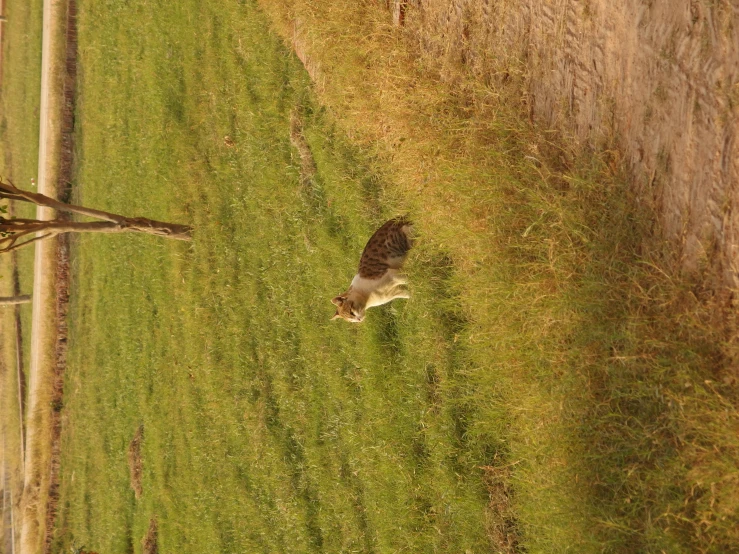 cat standing in a grass field on the side of the road