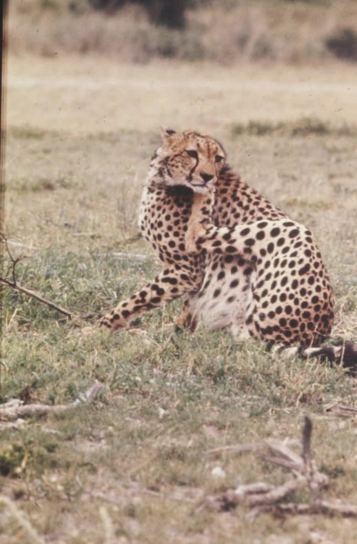 a cheetah sitting on a grassy plain in the wild