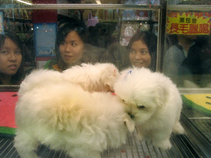 two girls look out the window at a little white dog in a pet shop