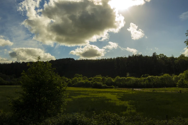 a meadow and forest with some trees in the background