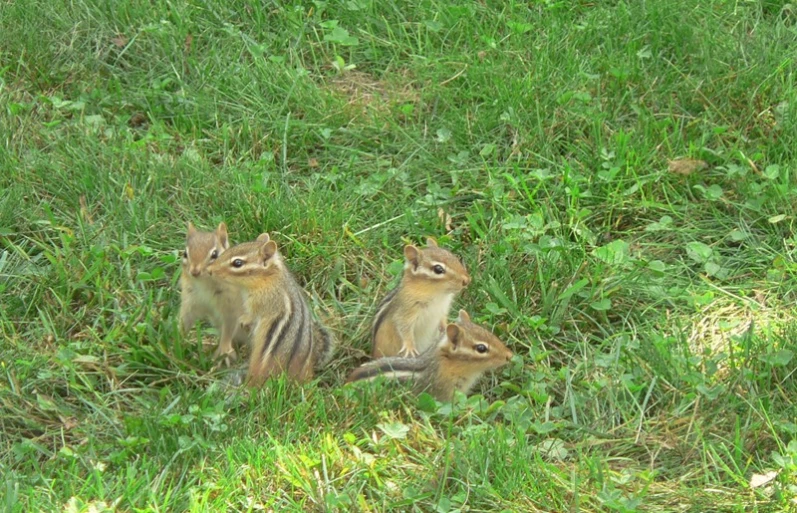 three squirrels are sitting next to each other in the grass