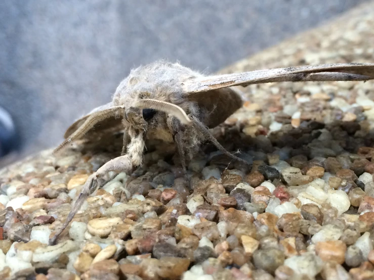 a close up of a moth on some gravel