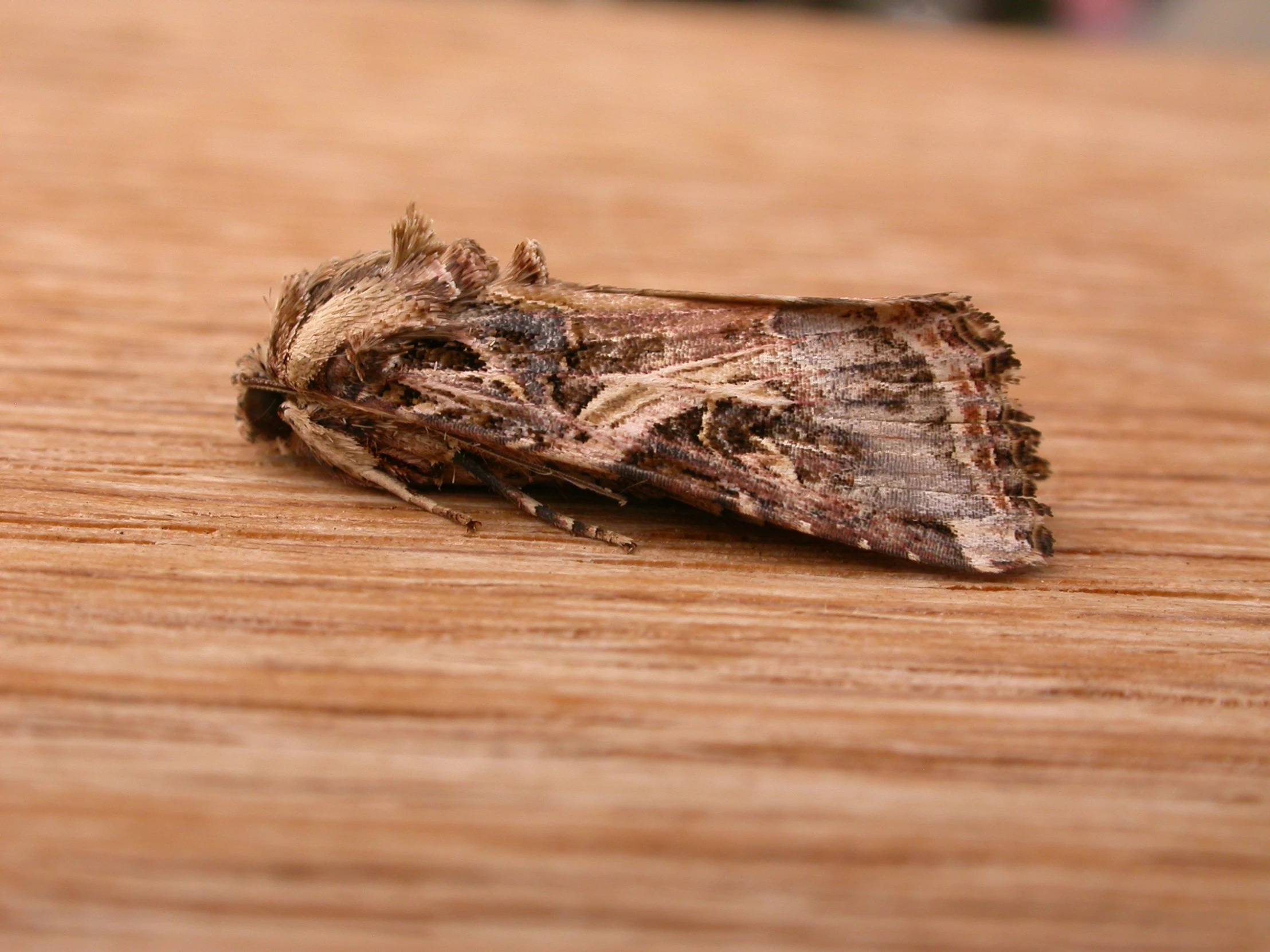 a bug is standing on a table that's covered in wood