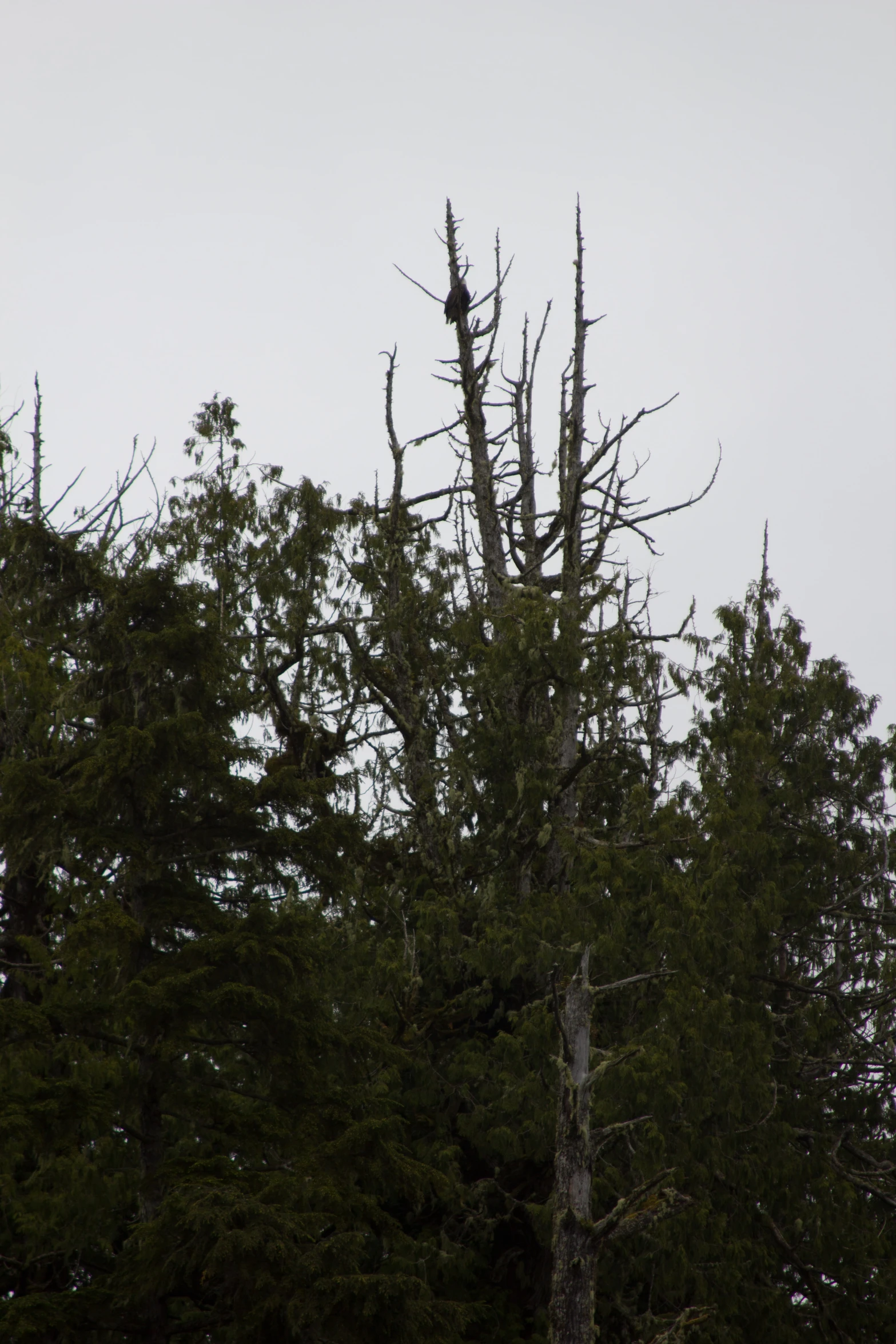 an eagle perches on top of some nches