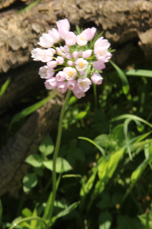 pink flower on the side of a tree