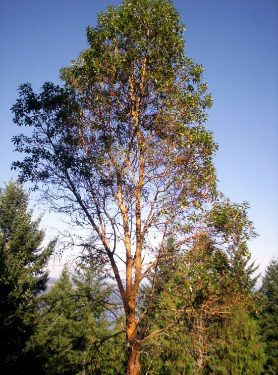 a tree surrounded by many trees with no leaves