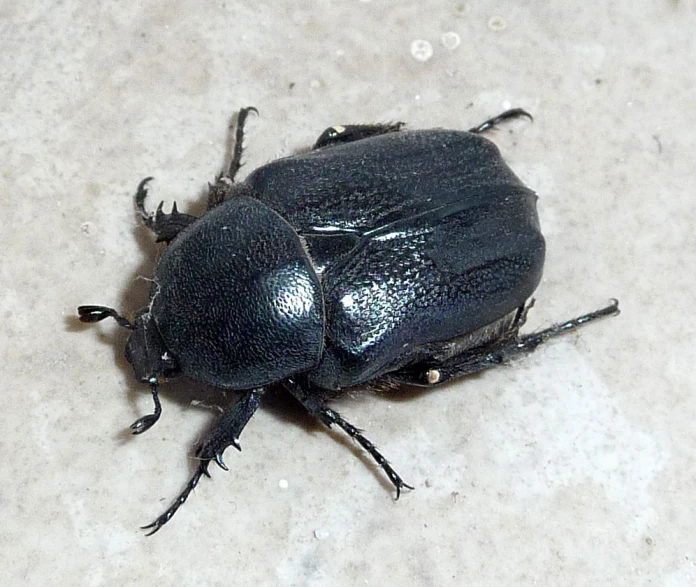 an image of black beetle on the ground