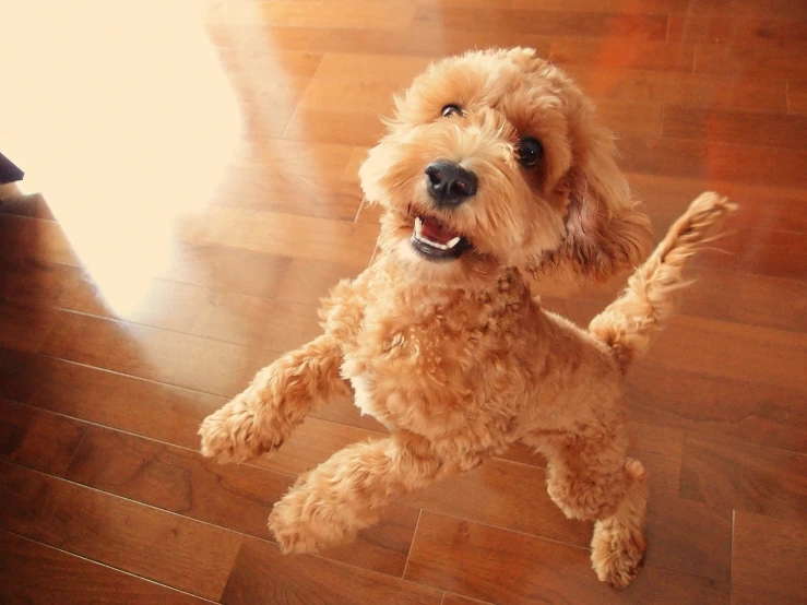 dog sitting on wooden floor looking up to the camera