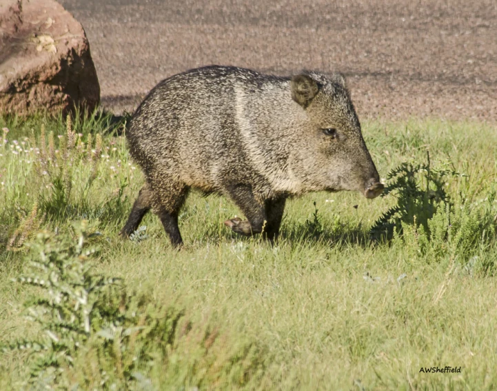 a wild boar walking through some grass