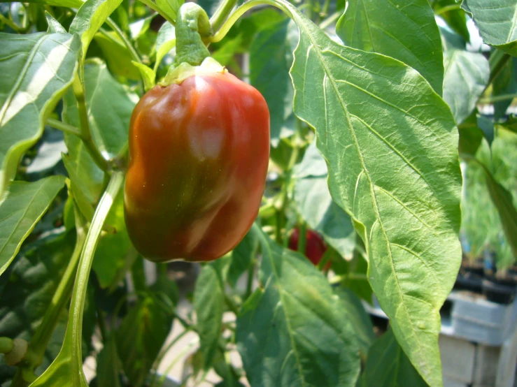 the pepper is ripe and ready to be picked