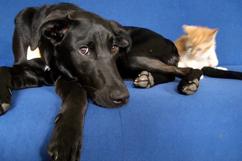a black dog laying down with a cat on top of it