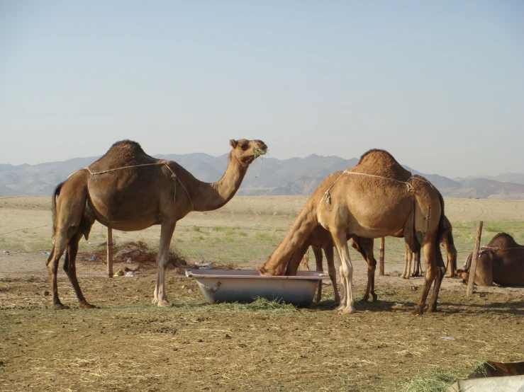 the camels are eating grass out on the field