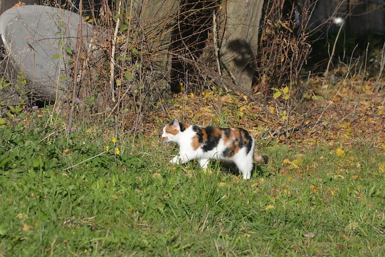 a black, white, and brown cat walking in a yard