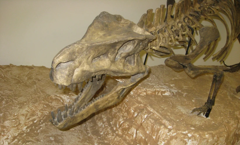a large dinosaur skeleton on display in a museum