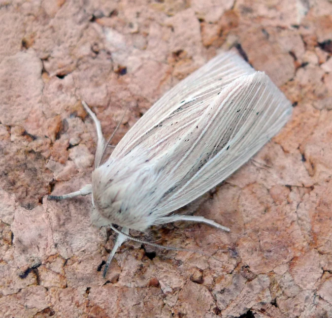 a tiny bug is sitting on a rock