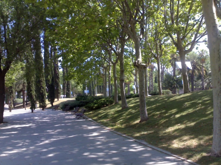 a pathway lined with trees that leads to the beach