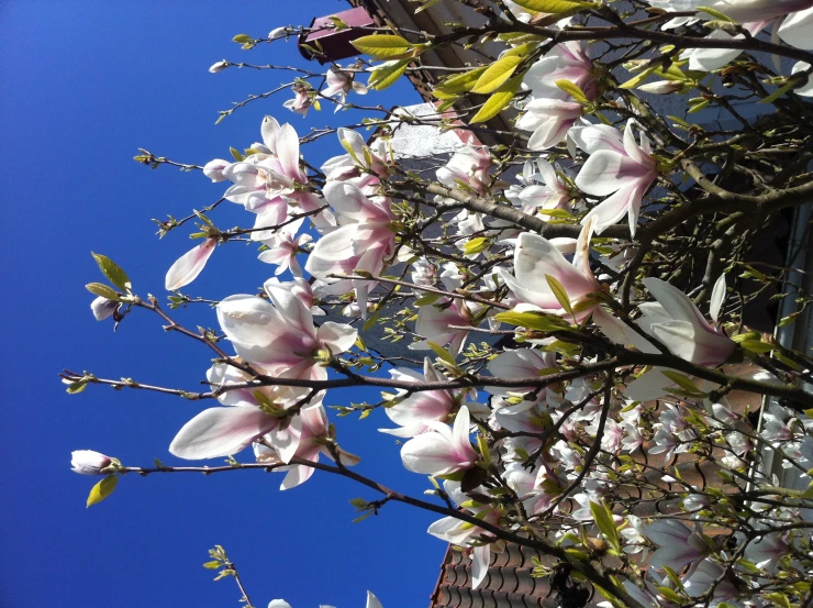 beautiful white flowers that are blooming on a tree