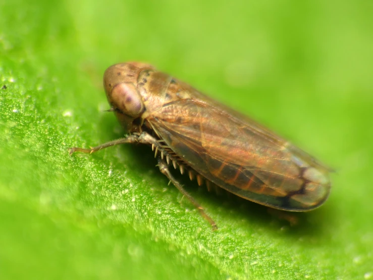 a brown and black bug on green leaves