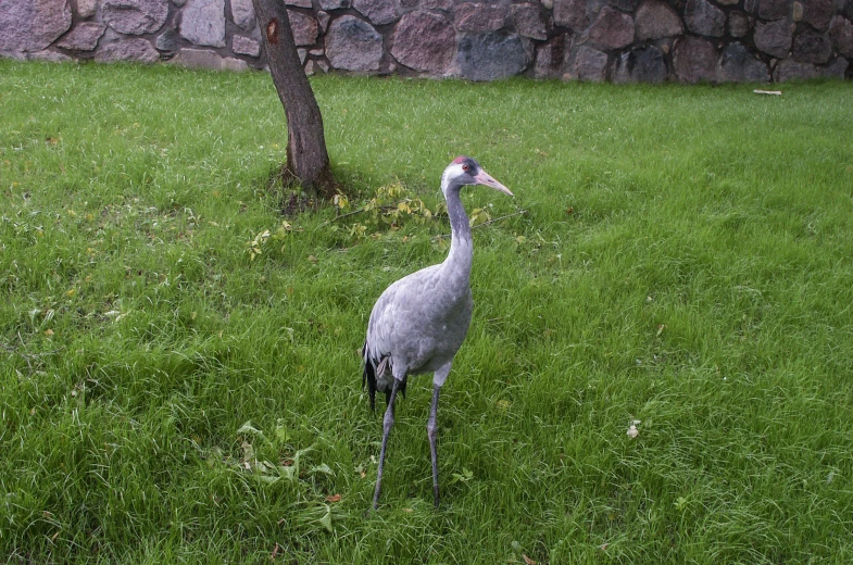 a large gray bird standing on top of green grass