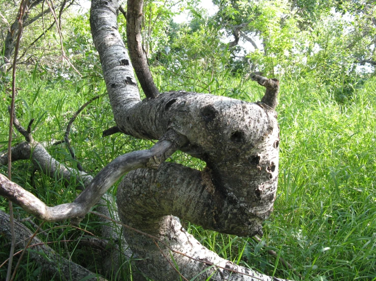 a tree that has been bent over by its nch