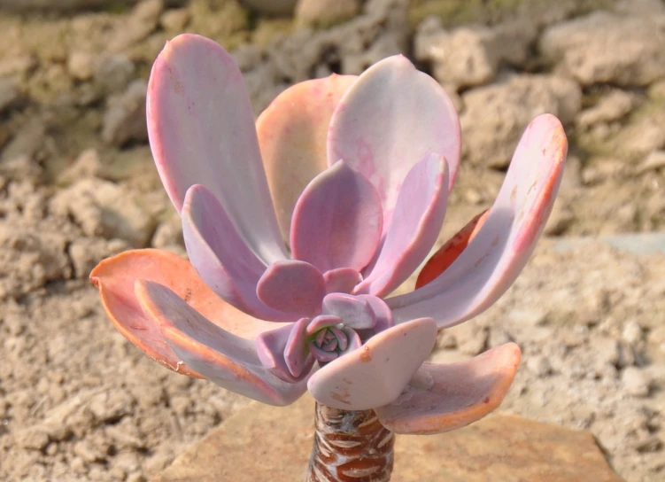 a blooming flower is displayed on some rocks