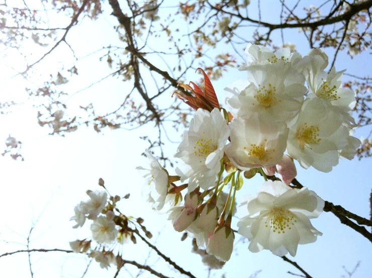 nches and flowers blossoming against a blue sky