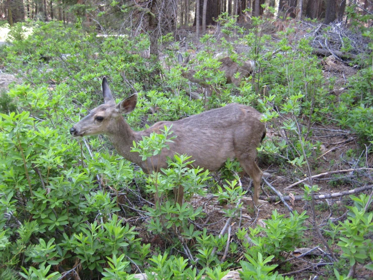 a deer that is eating in the grass