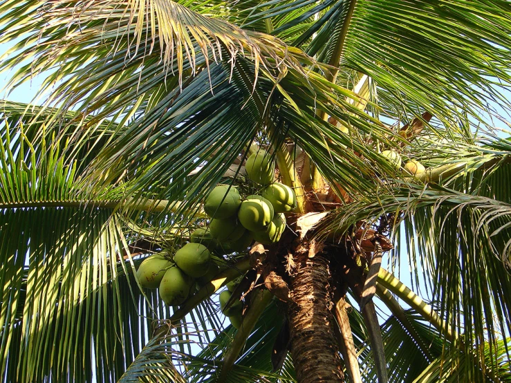 a palm tree with coconuts hanging off the leaves