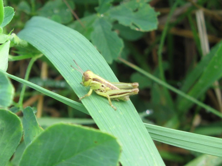 a bug with two legs sitting on the edge of a leaf