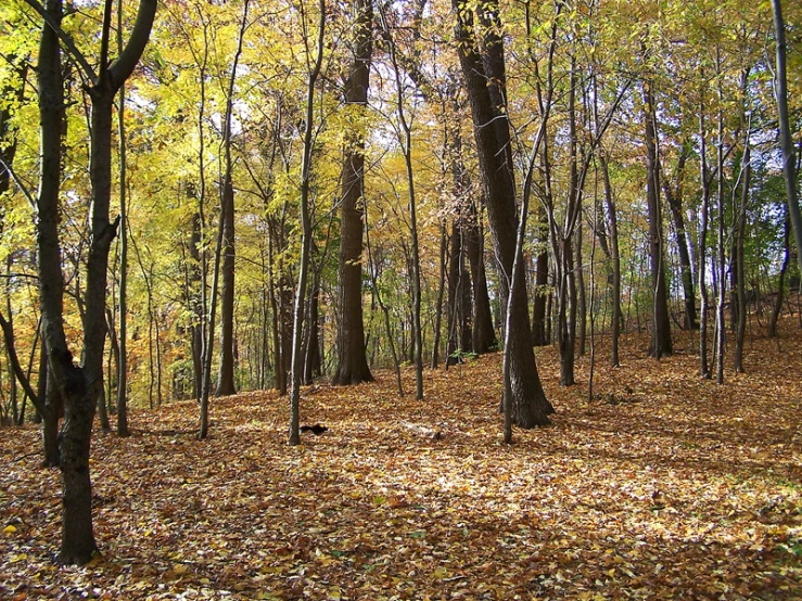 a bench that is in the middle of a forest