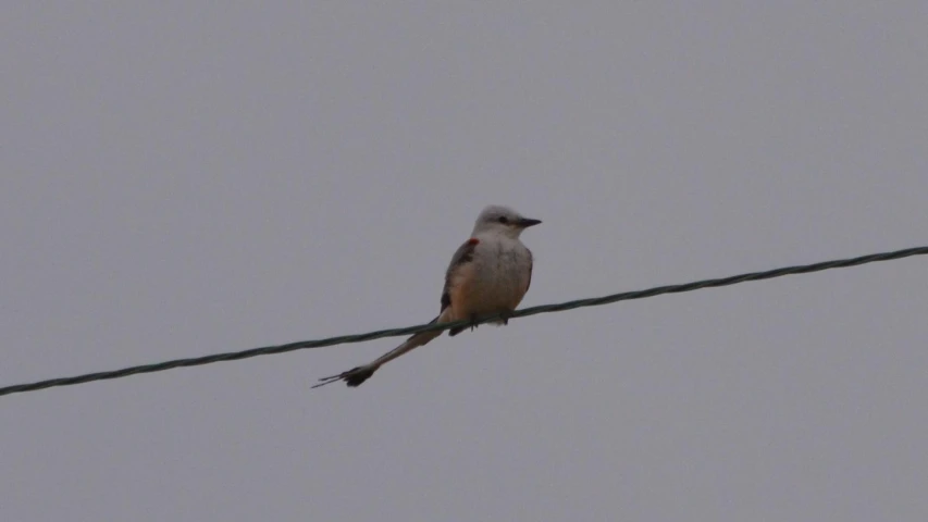 a small bird sitting on top of a wire