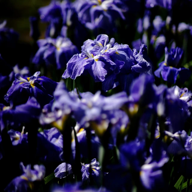 closeup picture of blue flowers in the sun