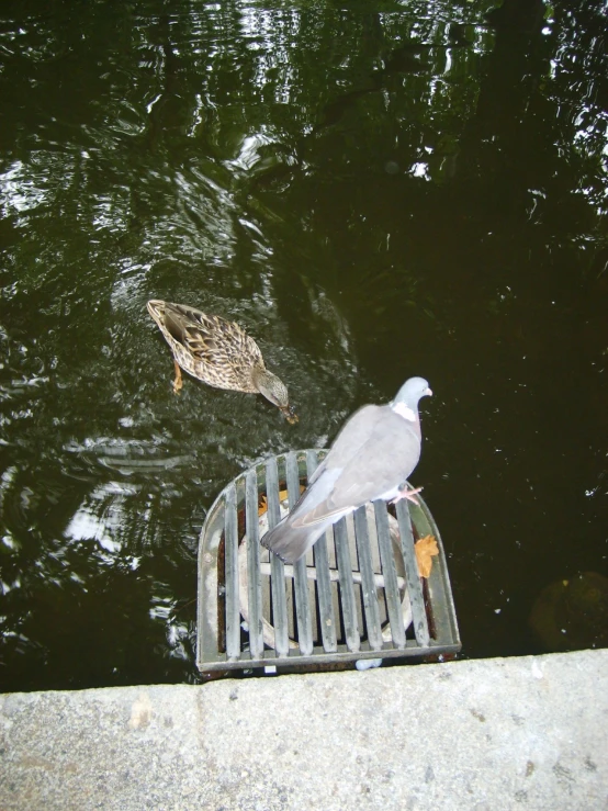 a duck walking along a grate as it takes off from water