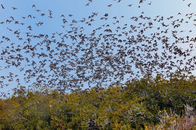 a flock of birds flying above a tree covered forest