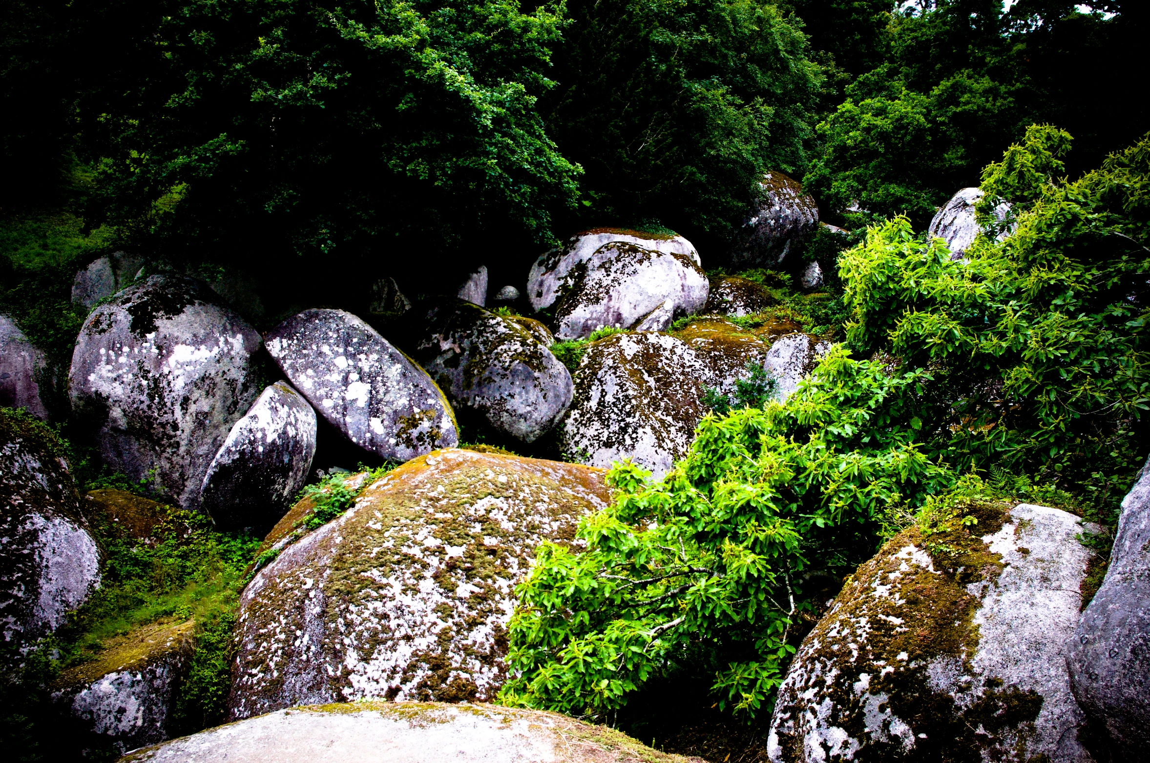 a number of rocks with trees in the background